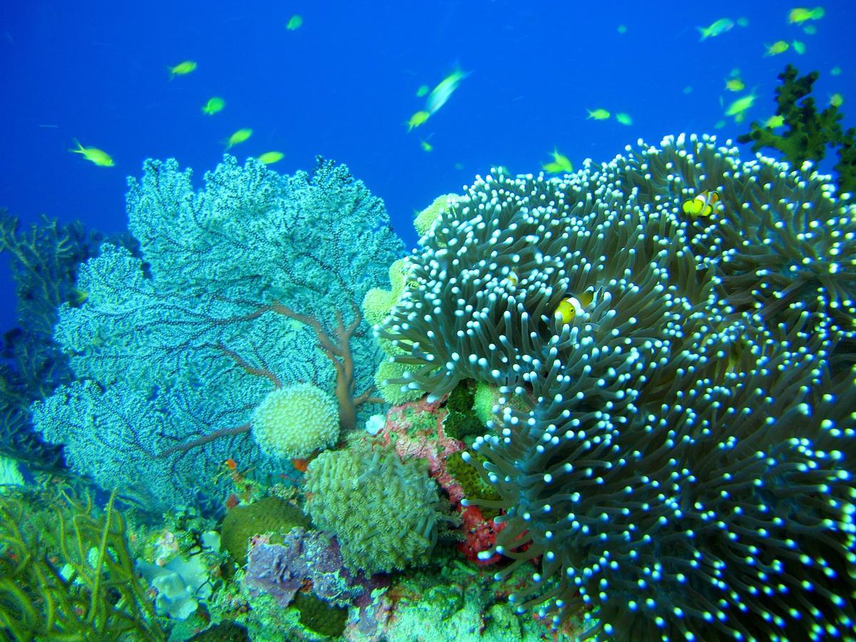 Cabilao Sunset Dive & Beach Resort Loon Eksteriør bilde