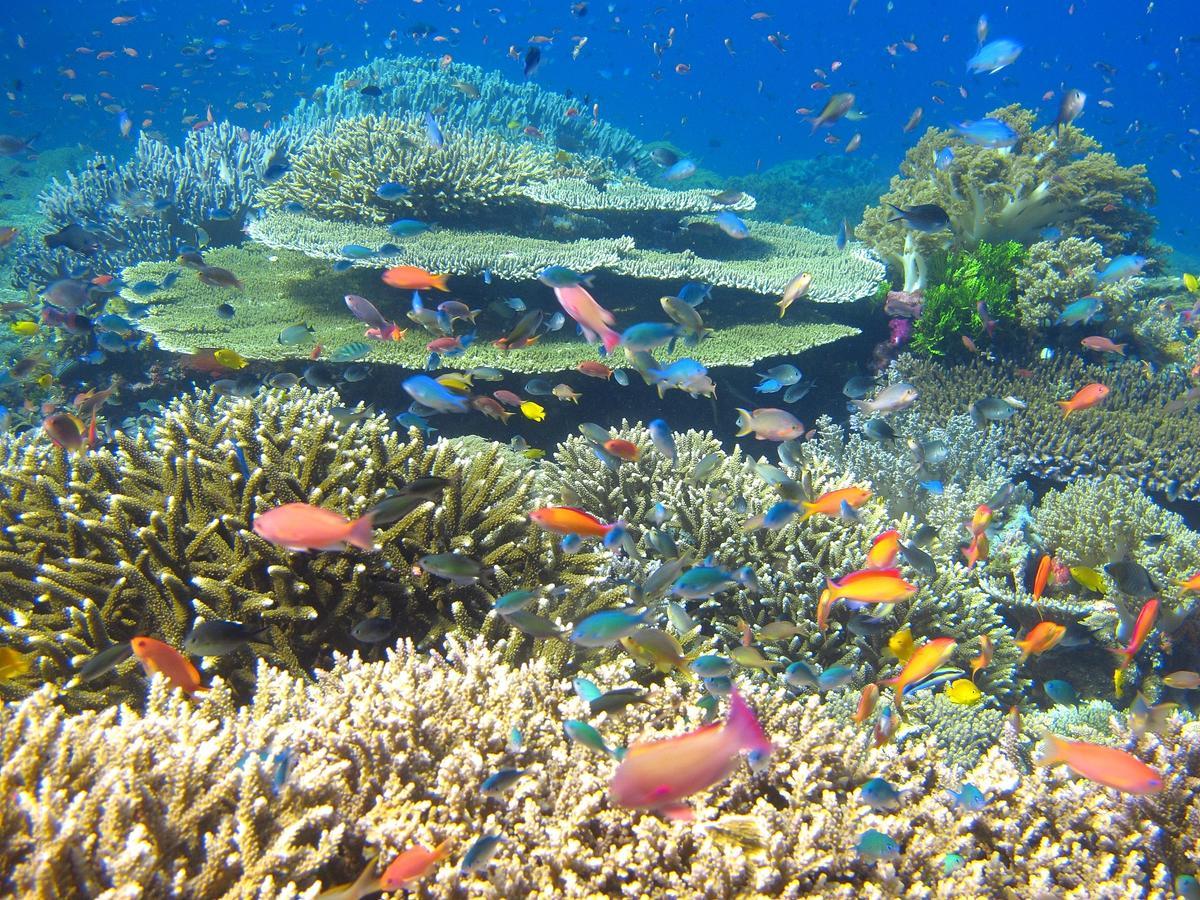 Cabilao Sunset Dive & Beach Resort Loon Eksteriør bilde